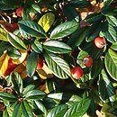 Cotoneaster salicifolius Repens