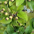 Cotoneaster sylvestrii