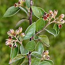 Cotoneaster franchetii (irga Francheta)