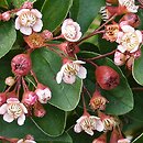 Cotoneaster multiflorus var. multiflorus (irga wielokwiatowa)