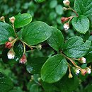 Cotoneaster zabelli (irga Zabela)