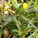 Cotula coronopifolia (kotula południowa)