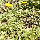 Cotula socialis