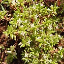 Crassula helmsii (grubosz Helmsa)