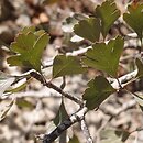 Crataegus azarolus var. aronia