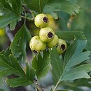 Crataegus pontica (głóg pontyjski)