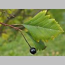 Crataegus chlorosarca (głóg zielonoowockowy)