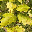Crataegus dahurica (głóg dahurski)