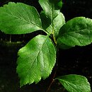 Crataegus douglasii (głóg Douglasa)
