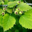 Crataegus pruinosa var. pruinosa