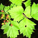 Crataegus fertilis