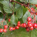 Crataegus macracantha (głóg wielkocierniowy)