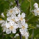 Crataegus meyeri (głóg Meyera)