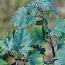 Crataegus microphylla