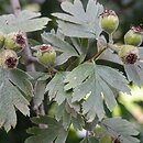 Crataegus orientalis (głóg wschodni)
