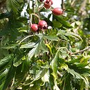 Crataegus pinnatifida (głóg pierzastolistny)