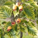 Crataegus coccinea var. pringlei (głóg Pringle'a)