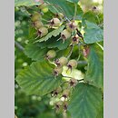 Crataegus submollis (głóg owłosiony)