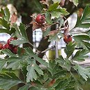 Crataegus ×bornmuelleri