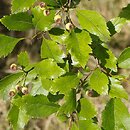 Crataegus ×hiemalis