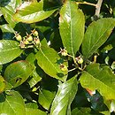 Crataegus ×lavallei (głóg Lavallego)