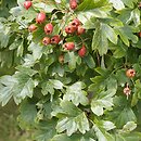 Crataegus ×rubrinervis