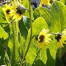 Cremanthodium delavayi
