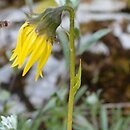 Cremanthodium helianthus