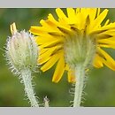 Crepis foetida ssp. foetida (pępawa cuchnąca)