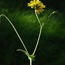 Crepis neglecta (pępawa zaniedbana)