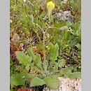 Crepis sancta ssp. nemausensis (pępawa święta nimezyjska)