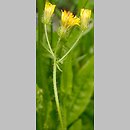 Crepis setosa (pępawa szczeciniasta)