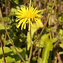 Crepis sibirica