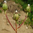 Crepis vesicaria ssp. taraxacifolia (pępawa pęcherzykowata Haenselera)