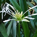 Crinum ×amabile