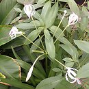 Crinum kunthianum