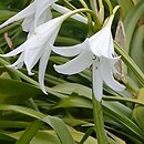 Crinum moorei Album
