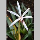 Crinum oliganthum