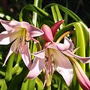Crinum (krynia)