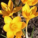 Crocus ancyrensis cv. Golden Bunch (szafran turecki 