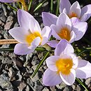 Crocus atticus