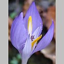 Crocus banaticus