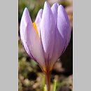 Crocus etruscus