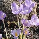 Crocus goulimyi (krokus jesienny)