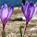 Crocus heuffelianus (krokus karpacki)