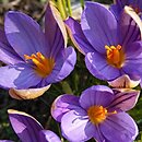 Crocus imperati
