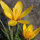 Crocus korolkowii (krokus Korolkowa)