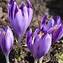 Crocus kosaninii