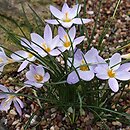Crocus laevigatus (krokus gładki)