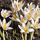 Crocus malyi (krokus Maly'ego)